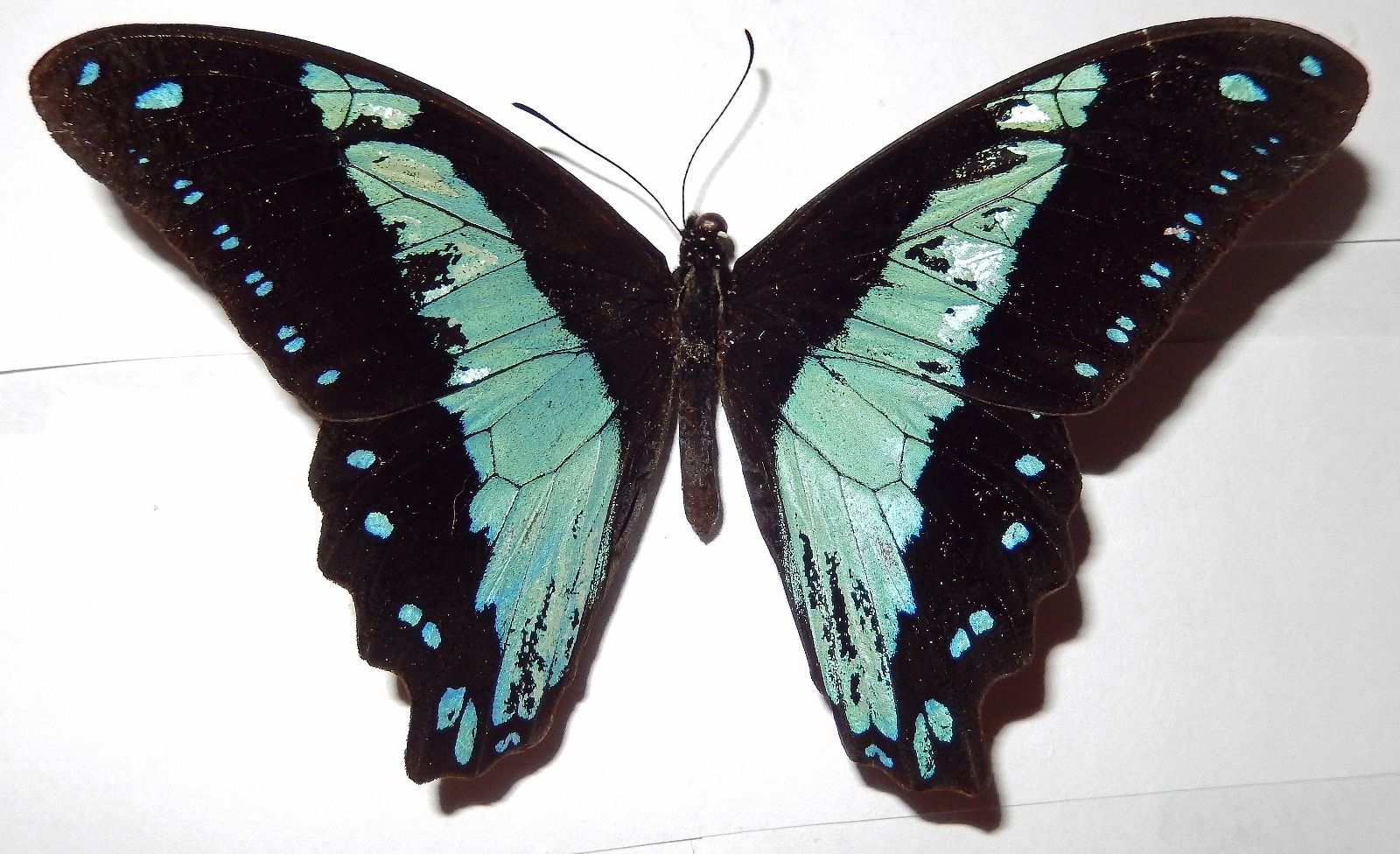 Papilio bromius (gynandromorph1) Internet Image property of respective owner, non-commercial use only